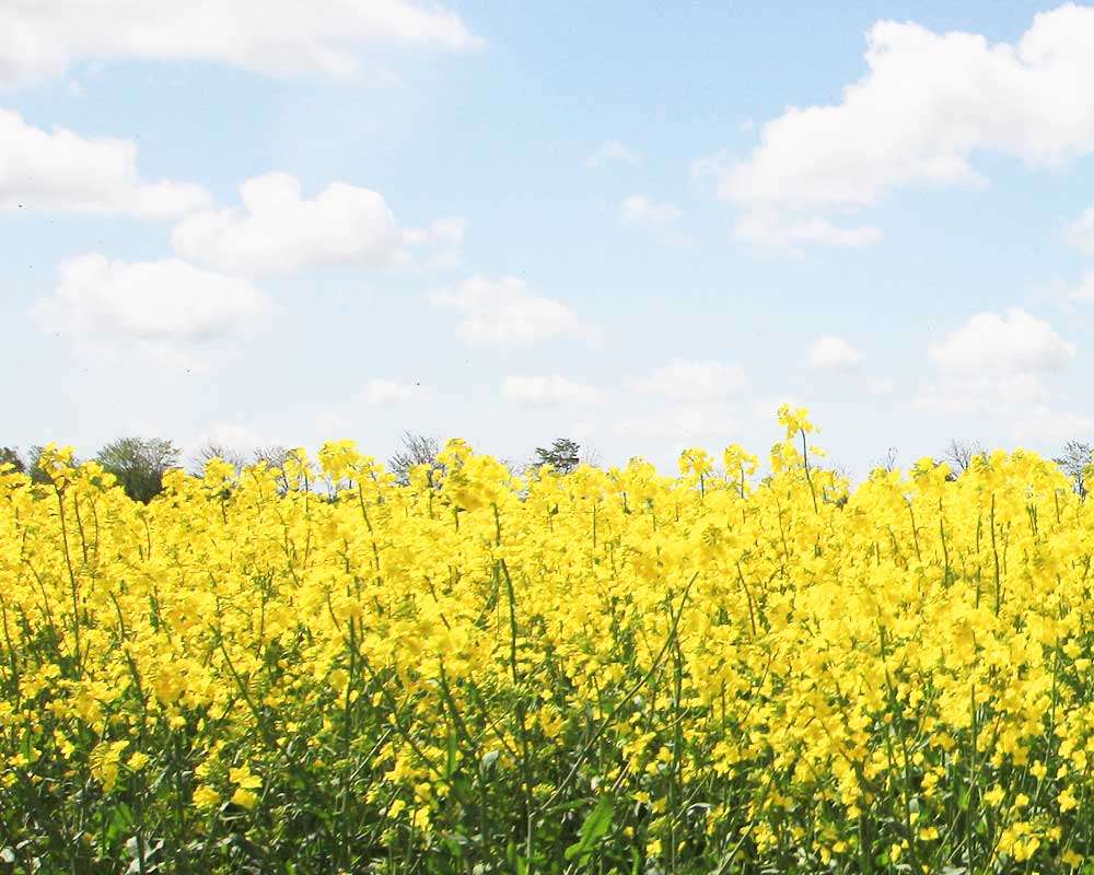Rapsmark bæredygtighed DS Stålprofil
